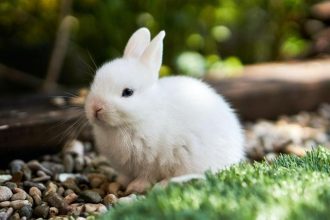 Οι ανθρώπινες τροφές που είναι απαγορευτικές για τα κουνέλια