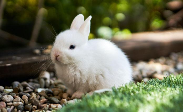 Οι ανθρώπινες τροφές που είναι απαγορευτικές για τα κουνέλια