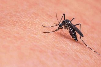 Ιός Δυτικού Νείλου: Πρώτο φετινό θανατηφόρο κρούσμα στην Ελλάδα - Πού καταγράφηκε
