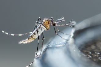 Δάγκειος πυρετός: Αυξημένος κίνδυνος στη νότια και ανατολική Ευρώπη, λόγω κλιματικής αλλαγής