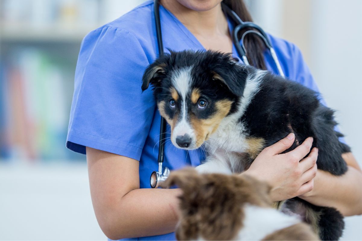 ΚΤΗΝΩΔΙΑ - Πάτρα: Εριξε καυστικό υγρό σε αδέσποτο σκυλάκι