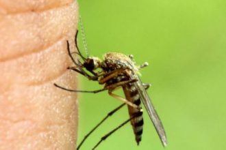 Κουνούπια: Φυσικά υλικά που έχετε ήδη στο σπίτι για να τα κρατήσετε μακριά