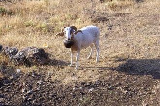Κριάρι αφηνίασε και έριξε κτηνοτρόφο σε γκρεμό!