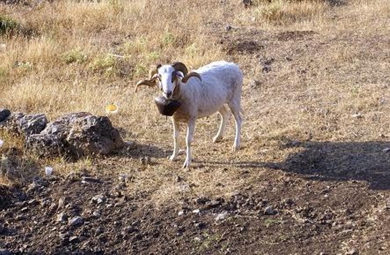Κριάρι αφηνίασε και έριξε κτηνοτρόφο σε γκρεμό!