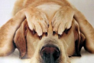 Τι πρέπει να κάνετε αν ο σκύλος σας πιει καφέ