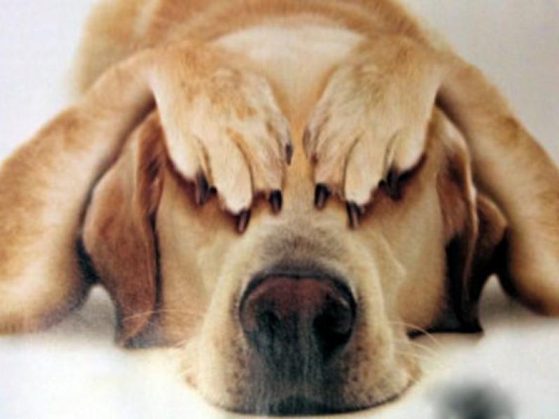 Τι πρέπει να κάνετε αν ο σκύλος σας πιει καφέ