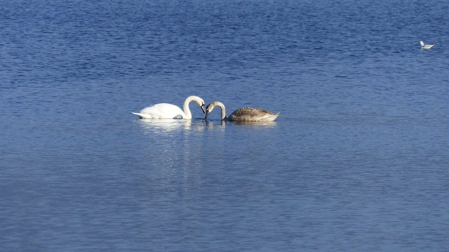 Κύκνοι "σχημάτισαν" καρδιά! Δείτε τη ΦΩΤΟΓΡΑΦΙΑ από τις Αλυκές