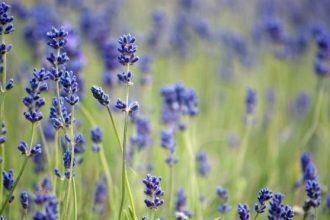 Μυρίστε ... λεβάντα και διώξτε το στρες!