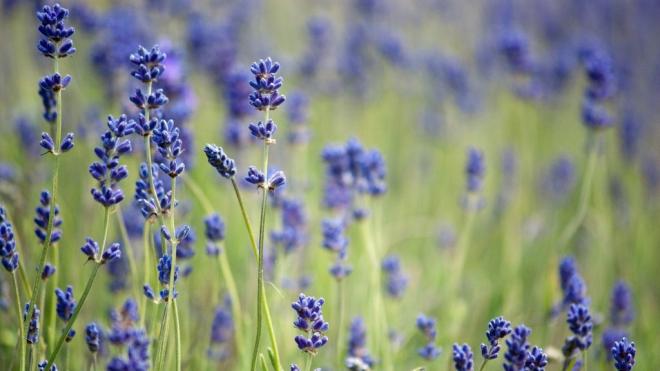 Μυρίστε ... λεβάντα και διώξτε το στρες!