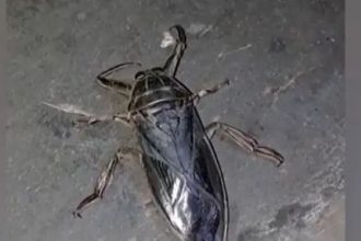Πόσο επικίνδυνοι είναι οι λιθόκεροι για τον άνθρωπο