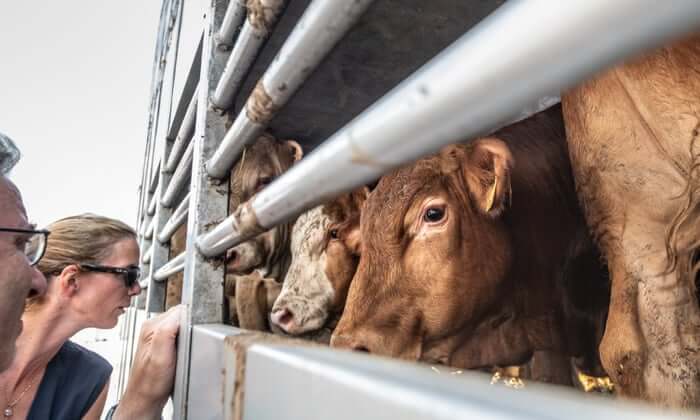 Διαδικτυακό σεμινάριο για την απόκτηση επαγγελματικής ικανότητας μεταφορέα ζώντων ζώων
