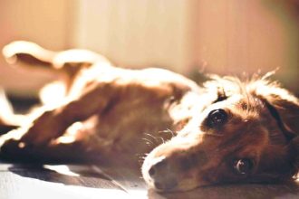 Ποια ράτσα σκύλου οδηγείται προς απαγόρευση στη Γερμανία και γιατί