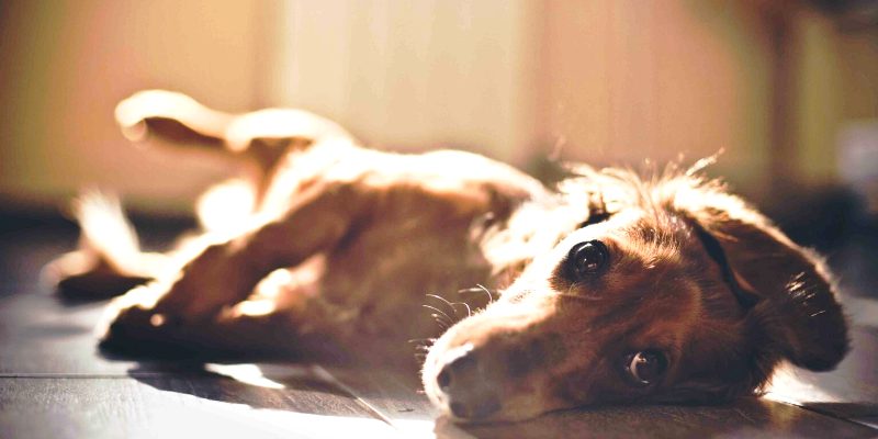 Ποια ράτσα σκύλου οδηγείται προς απαγόρευση στη Γερμανία και γιατί