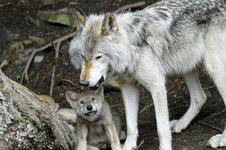 Οι λόγοι που εξαφανίστηκαν οι λύκοι από την Πελοπόννησο - Τι πρέπει να γνωρίζουμε για την επανεμφάνισή τους