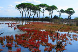 Φορέας Διαχείρισης Κοτυχίου-Στροφυλιάς: Δράσεις προστασία και διατήρηση της βιοποικιλότητας