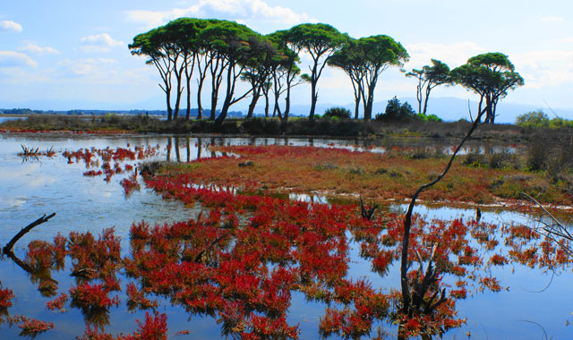 Φορέας Διαχείρισης Κοτυχίου-Στροφυλιάς: Δράσεις προστασία και διατήρηση της βιοποικιλότητας