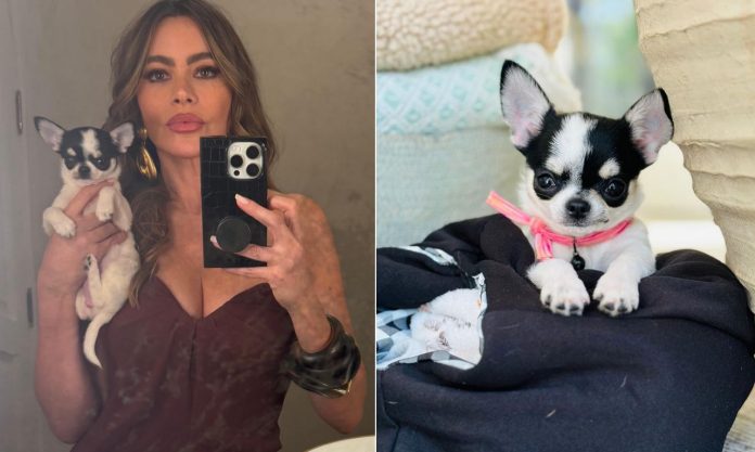 Το νέο κουτάβι της Σοφία Βεργκάρα λέγεται Αμόρε