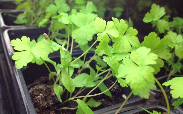 Γενικό «ρεκτιφιέ» επιδερμίδας με… μαϊντανό