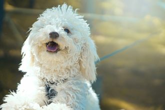 Πώς να επιλέξετε το κατάλληλο όνομα για τον σκύλο σας