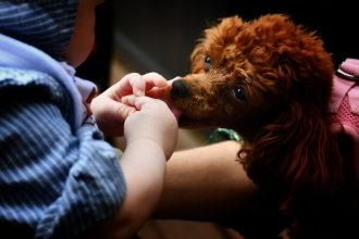 Σας ακολουθεί παντού μέσα στο σπίτι ο σκύλος σας; Να γιατί