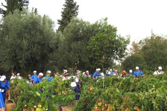 Ολοκληρώθηκε ο Τρύγος Μαυροδάφνης 2019