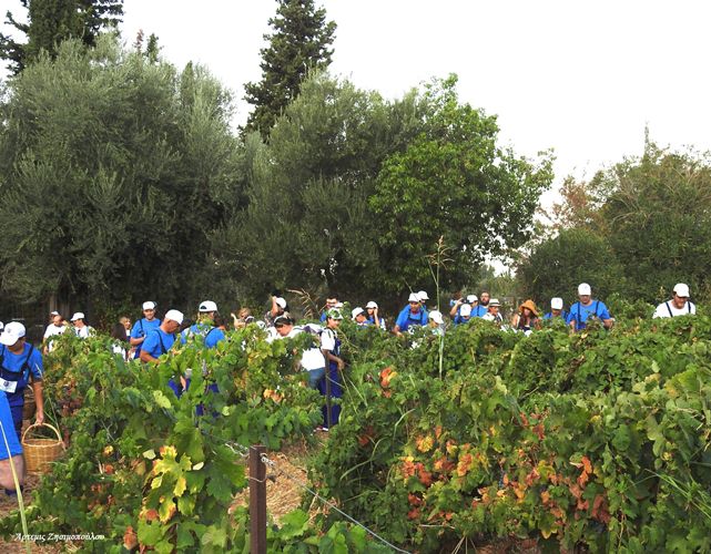 Ολοκληρώθηκε ο Τρύγος Μαυροδάφνης 2019