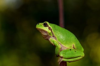 Αυτά είναι τα ζώα με ανεπτυγμένη νυχτερινή όραση