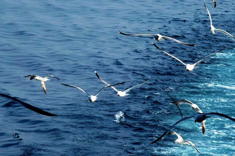 Τα θαλασσοπούλια της Ελλάδας: Με τι τρέφονται οι γλάροι όταν δεν ακολουθούν τα ψαροκάικα;