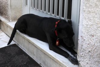 Μίκης Θεοδωράκης - Τραγική φιγούρα ο σκύλος στο πλατύσκαλο του σπιτιού