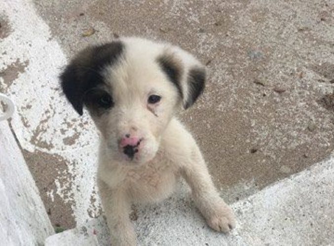 «Θα μου βρείτε ένα σπιτάκι; Έχω βιβλιάριο υγείας και είμαι εμβολιασμένος…»