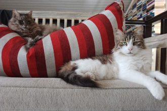 Γάτα: Γιατί της χρωστάμε ένα μεγάλο ευχαριστώ