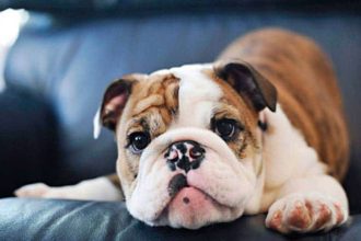 Νέα μελέτη έδειξε ότι οι σκύλοι μπορούν να διακρίνουν μεταξύ ανθρώπινων γλωσσών