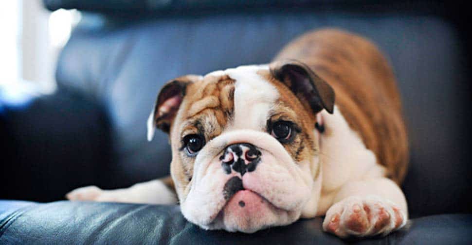 Νέα μελέτη έδειξε ότι οι σκύλοι μπορούν να διακρίνουν μεταξύ ανθρώπινων γλωσσών