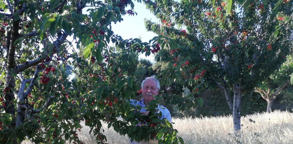 "Φορτωμένες" οι κερασιές του Κωνσταντίνου Μπουρδούλη