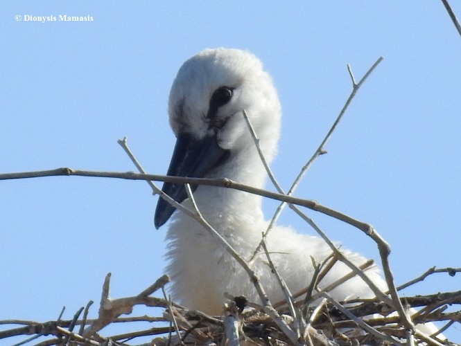 Το μικρότερο Πελαργάκι αυτή τη στιγμή βρίσκεται στην Ηλεία! ΦΩΤΟ