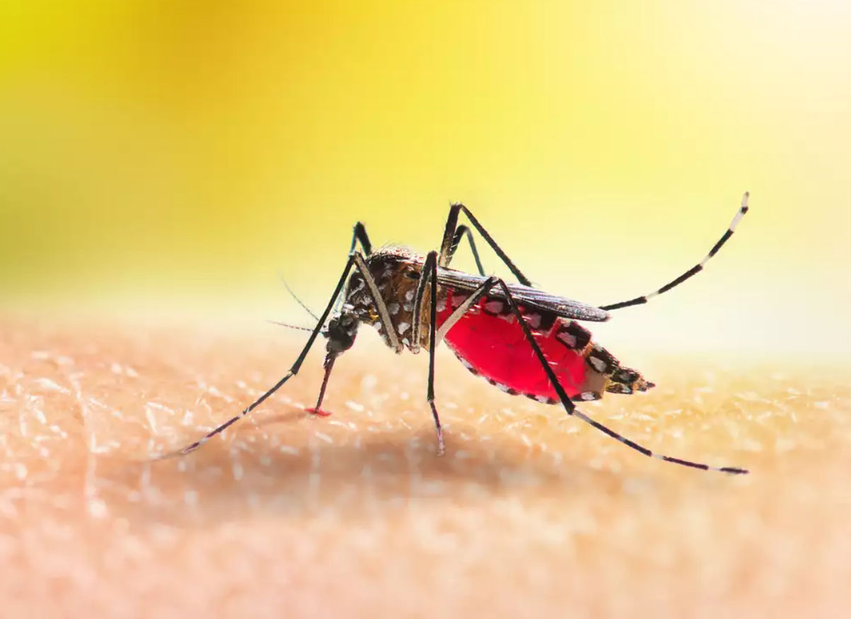 Ιός Δυτικού Νείλου: Συνολικά 19 θάνατοι και 143 κρούσματα στην Ελλάδα