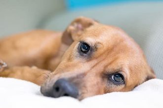 Σκύλος και στομαχόπονος: Τι να κάνετε για να τον βοηθήσετε