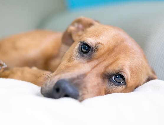 Σκύλος και στομαχόπονος: Τι να κάνετε για να τον βοηθήσετε