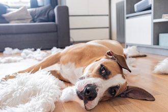 Σκύλος μέσα στο σπίτι: Η λύση για να απολαμβάνει τη μοναξιά του