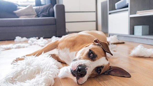 Σκύλος μέσα στο σπίτι: Η λύση για να απολαμβάνει τη μοναξιά του