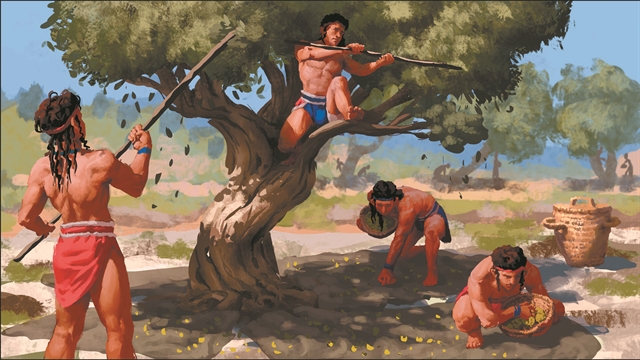 Ενα γενεαλογικό δέντρο στην Αχαΐα το 1500 π.Χ.