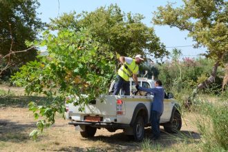 Πάτρα: Συνεχίζονται οι εργασίες στο Πλατανόδασος