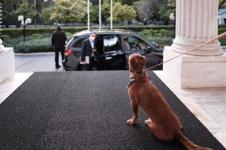 Κυριάκος Μητσοτάκης: Υιοθέτησε αδέσποτο σκύλο - Ο Peanut και οι βόλτες του στο Μέγαρο Μαξίμου! ΦΩΤΟ