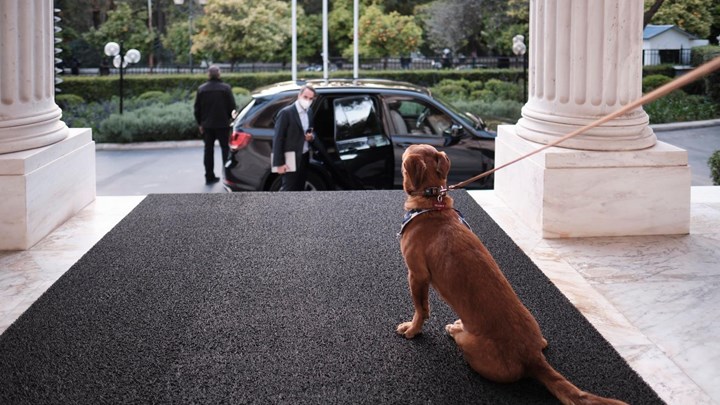 Κυριάκος Μητσοτάκης: Υιοθέτησε αδέσποτο σκύλο - Ο Peanut και οι βόλτες του στο Μέγαρο Μαξίμου! ΦΩΤΟ