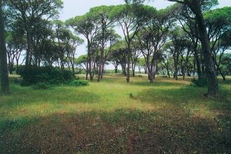 Περιβαλλοντικές δράσεις από τον δήμο Πατρέων