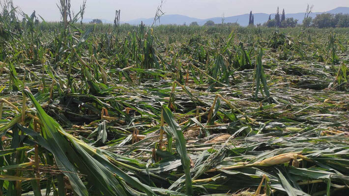 Μεγάλες ζημιές σε καλλιέργειες από τα τελευταία μπουρίνια στην Αιτωλοακαρνανία