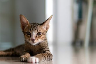 Ασθένειες που συχνά κρύβουν οι γάτες και τι πρέπει να κάνετε