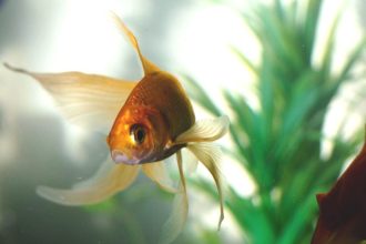 Πόσο ζουν τα χρυσόψαρα; Πώς να βοηθήσετε το ψάρι σας να ζήσει πολύ