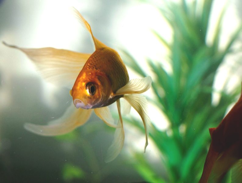 Πόσο ζουν τα χρυσόψαρα; Πώς να βοηθήσετε το ψάρι σας να ζήσει πολύ