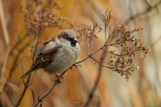 Χωρίς αυτά δεν θα ονειρευόμασταν - Τι βλέπουν στον ύπνο τους τα πτηνά